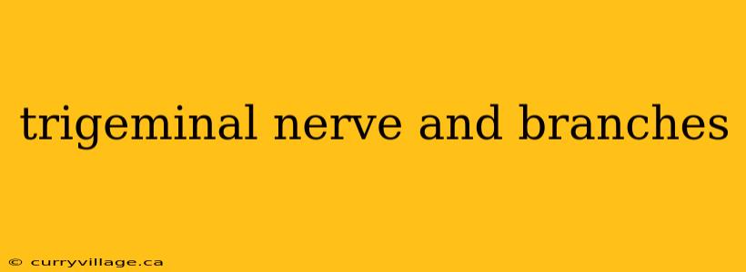 trigeminal nerve and branches