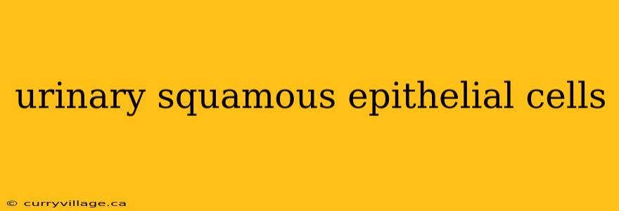 urinary squamous epithelial cells