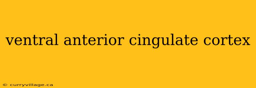 ventral anterior cingulate cortex