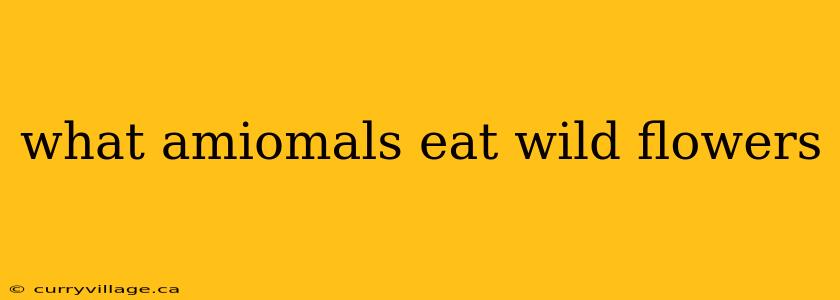 what amiomals eat wild flowers