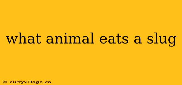 what animal eats a slug