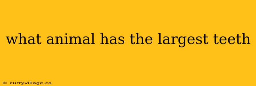 what animal has the largest teeth