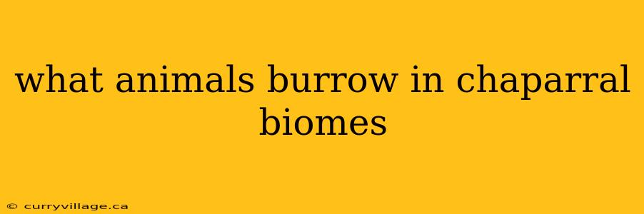 what animals burrow in chaparral biomes