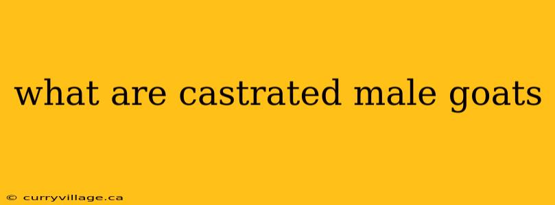 what are castrated male goats