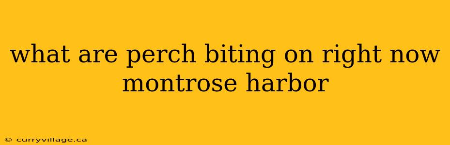 what are perch biting on right now montrose harbor