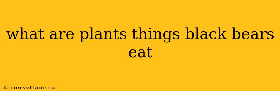 what are plants things black bears eat