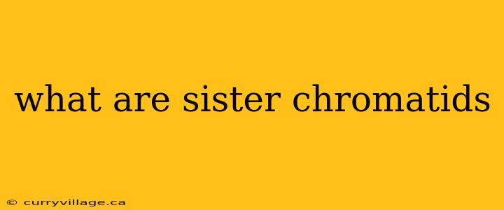what are sister chromatids