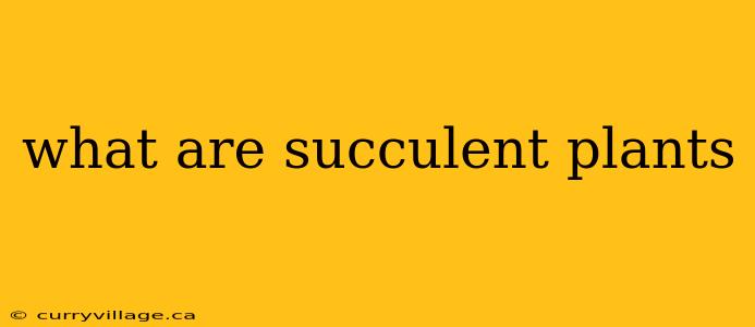 what are succulent plants