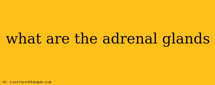 what are the adrenal glands