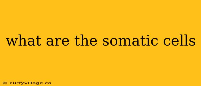 what are the somatic cells