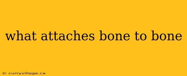 what attaches bone to bone