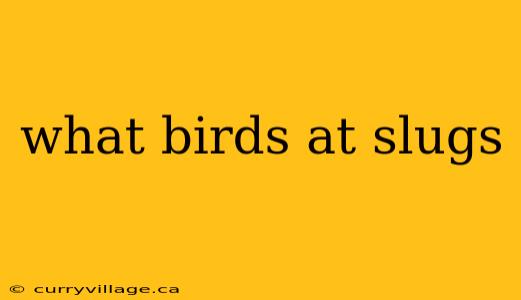 what birds at slugs