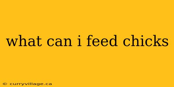 what can i feed chicks