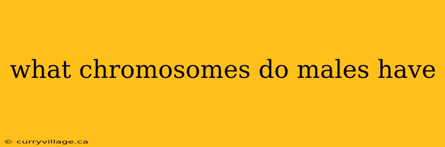 what chromosomes do males have