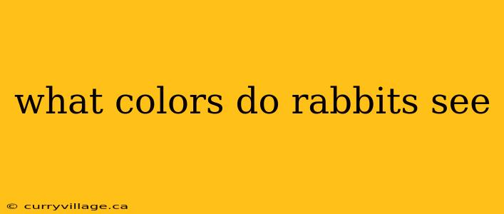 what colors do rabbits see