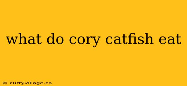 what do cory catfish eat