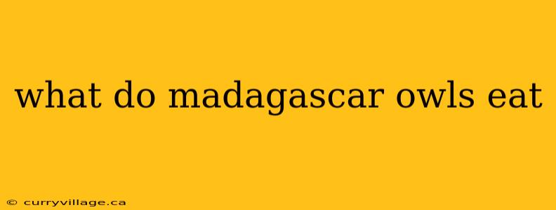 what do madagascar owls eat