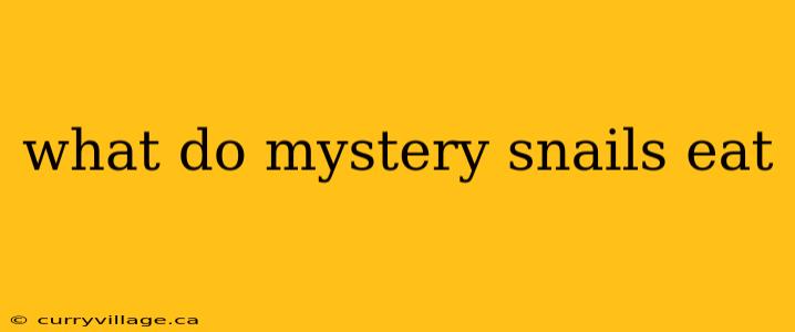 what do mystery snails eat