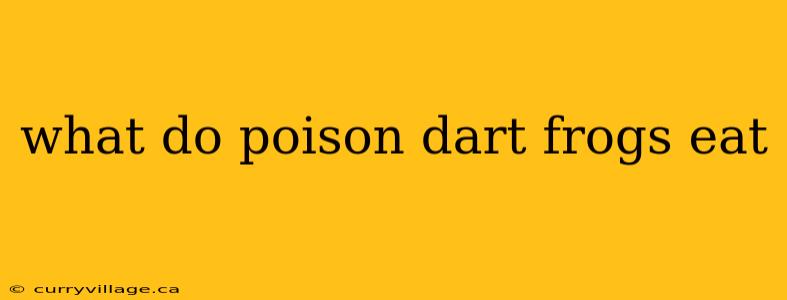 what do poison dart frogs eat