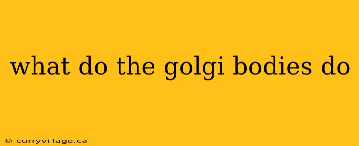 what do the golgi bodies do