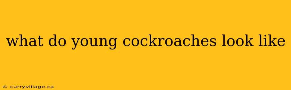 what do young cockroaches look like