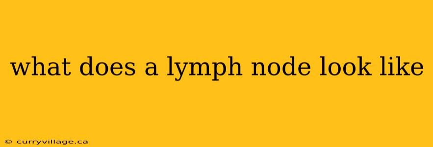 what does a lymph node look like