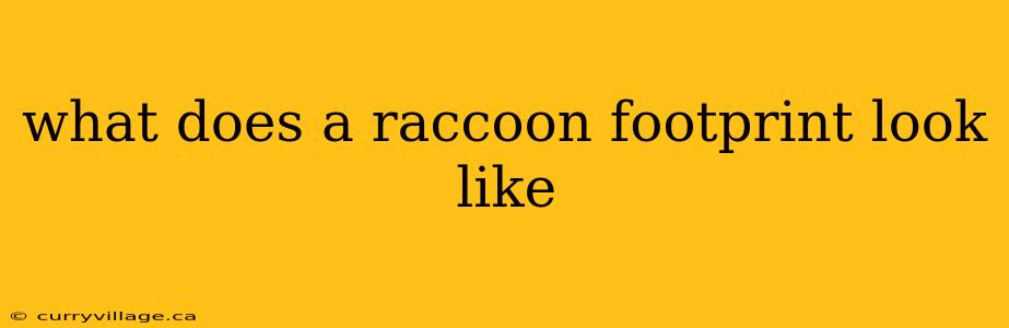 what does a raccoon footprint look like