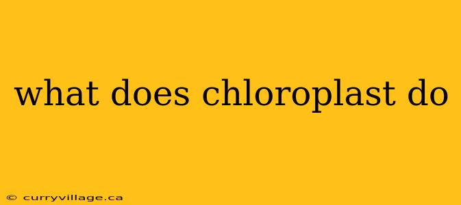 what does chloroplast do