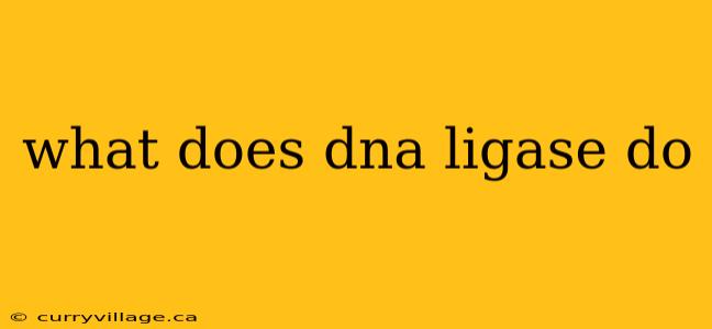 what does dna ligase do