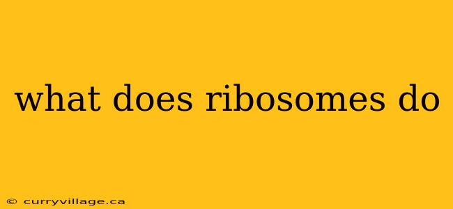 what does ribosomes do