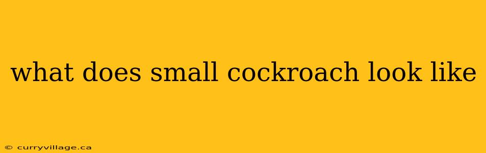 what does small cockroach look like