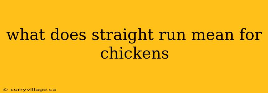 what does straight run mean for chickens