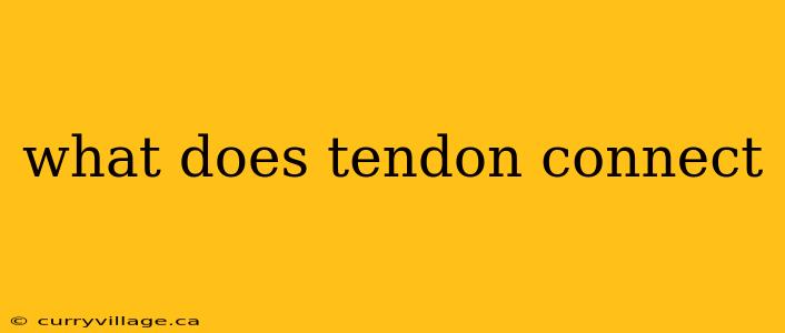 what does tendon connect