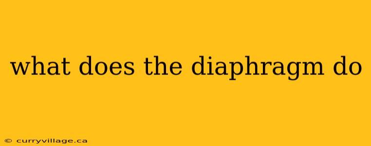 what does the diaphragm do