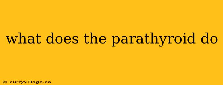 what does the parathyroid do