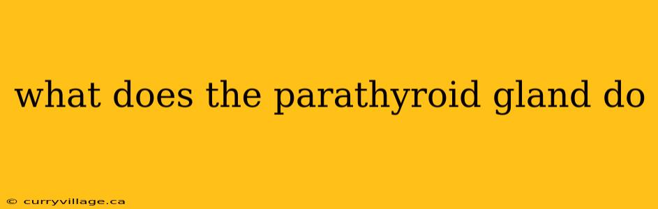 what does the parathyroid gland do