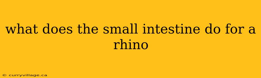 what does the small intestine do for a rhino
