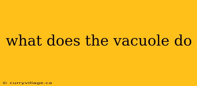what does the vacuole do