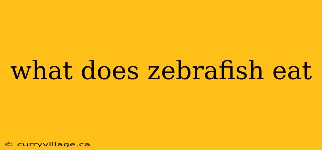 what does zebrafish eat