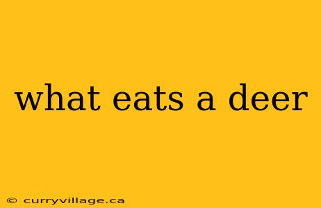what eats a deer