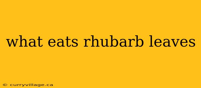 what eats rhubarb leaves