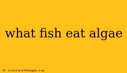 what fish eat algae
