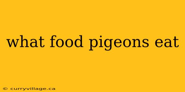 what food pigeons eat