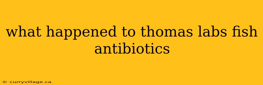 what happened to thomas labs fish antibiotics