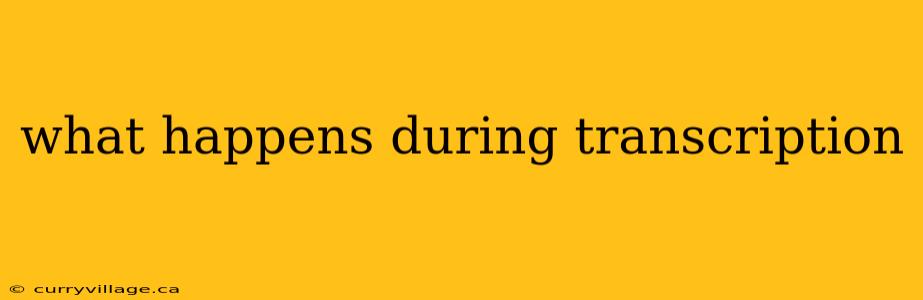 what happens during transcription