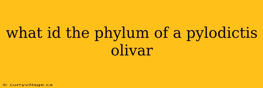 what id the phylum of a pylodictis olivar