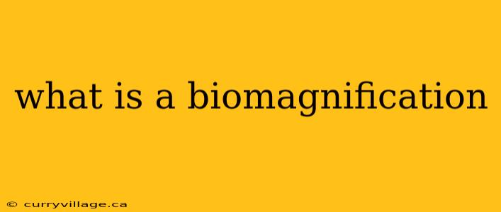 what is a biomagnification