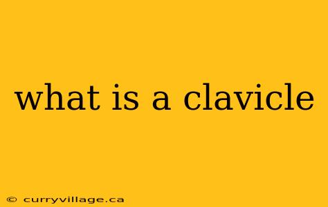 what is a clavicle
