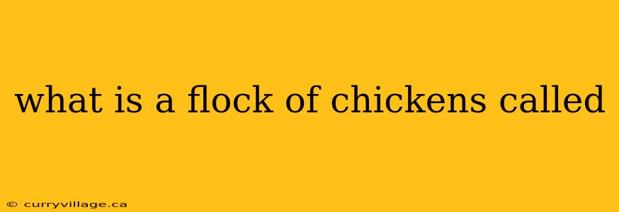 what is a flock of chickens called