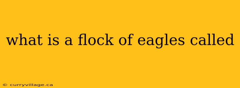 what is a flock of eagles called